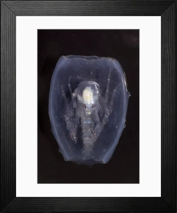 Framed Print : Phronima. This species of Phronima, an amphipod crustacean, has hollowed out Framed Print : Phronima. This species of Phronima, an amphipod crustacean, has hollowed out