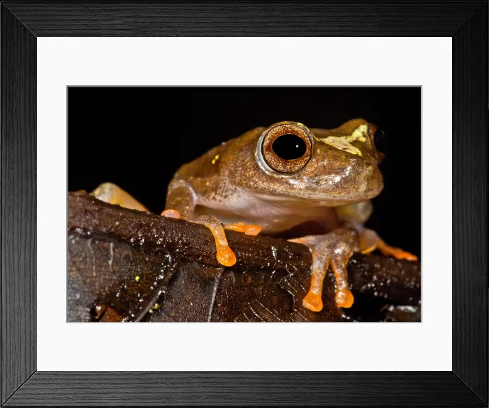 Framed Print : Ross Allen's Treefrog Framed Print : Ross Allen's Treefrog