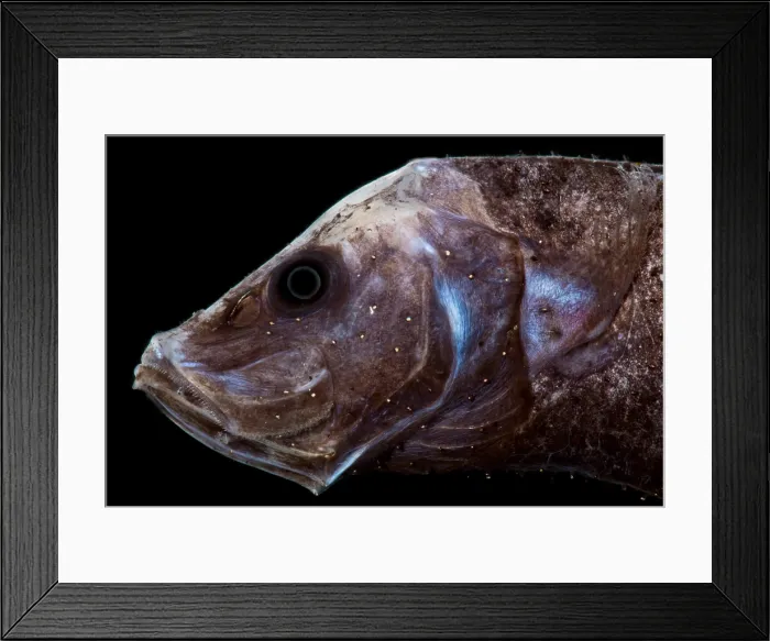 Framed Print : Starry Smooth-head (Photostylus pycnopterus) Framed Print : Starry Smooth-head (Photostylus pycnopterus)