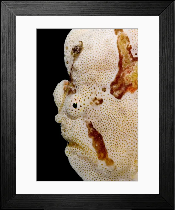 Framed Print : Frogfish Face Framed Print : Frogfish Face