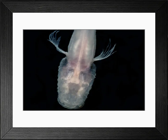 Framed Print : Ozark Cavefish (Troglichthys rosae)