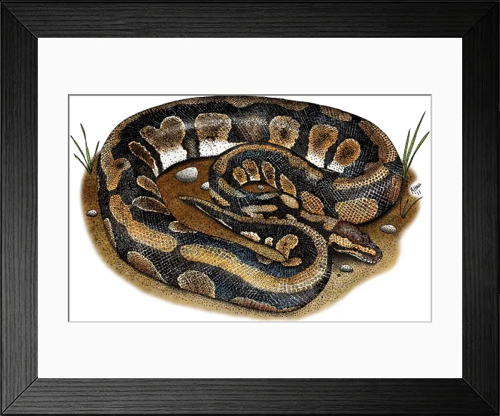 Framed Print : Ball Python Framed Print : Ball Python
