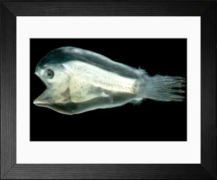 Framed Print : Larval Anglerfish Framed Print : Larval Anglerfish