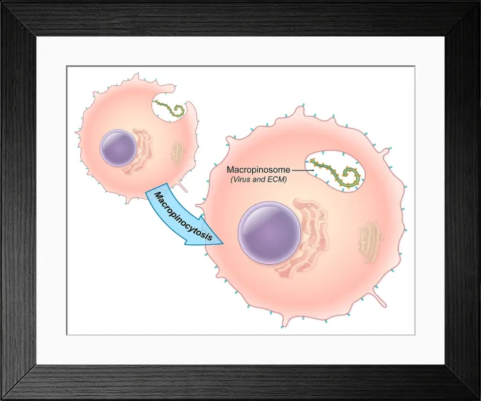 Framed Print : Ebola Virus Replication (2 of 5) Framed Print : Ebola Virus Replication (2 of 5)