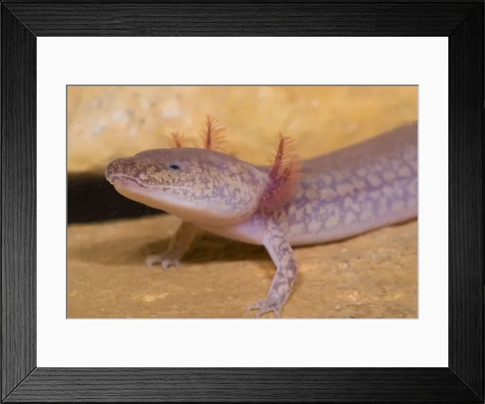Framed Print : West Virginia Spring Salamander