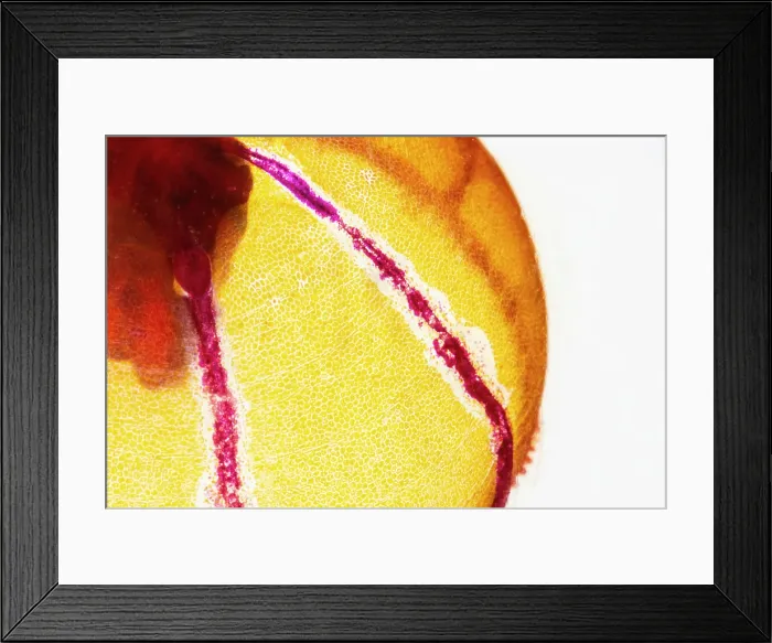 Framed Print : Deep-Water Jellyfish Framed Print : Deep-Water Jellyfish