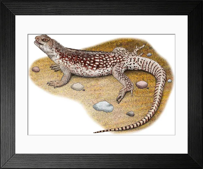 Framed Print : Desert Iguana Framed Print : Desert Iguana