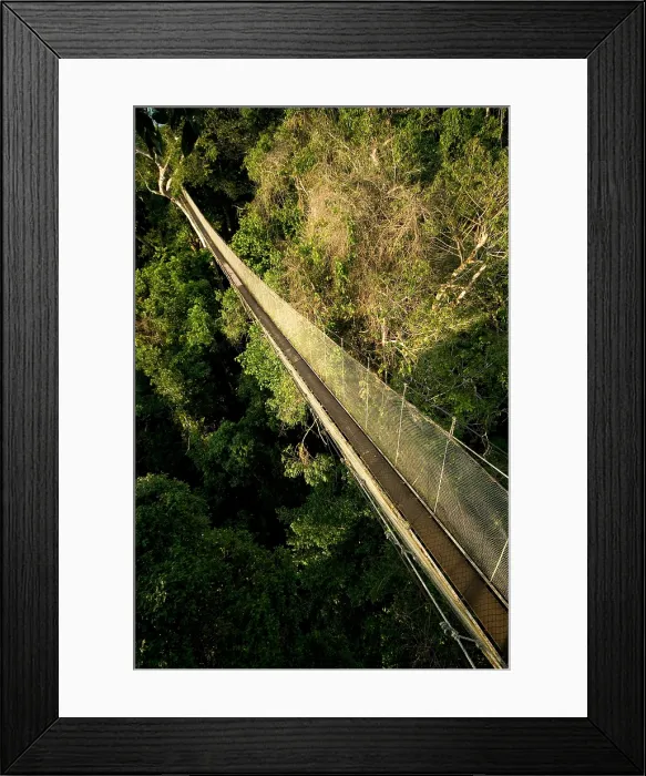 Framed Print : Canopy Walkway Framed Print : Canopy Walkway