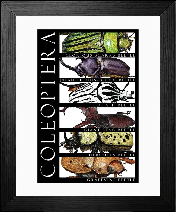 Framed Print : Beetles, Poster Framed Print : Beetles, Poster