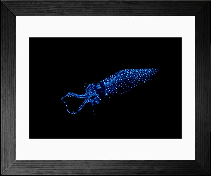 Framed Print : Firefly Squid Framed Print : Firefly Squid