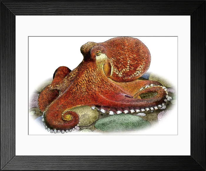 Framed Print : Coconut Octopus Framed Print : Coconut Octopus