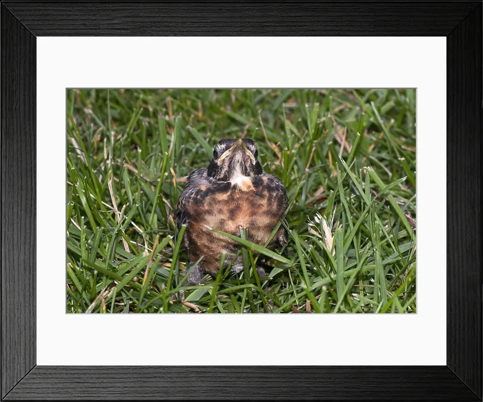 Framed Print : Baby Robin Framed Print : Baby Robin