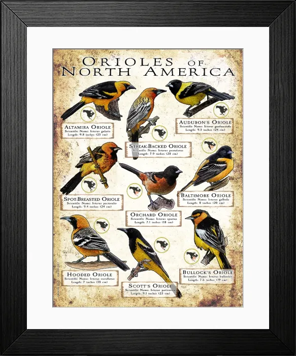 Framed Print : Oriole Species of North America Framed Print : Oriole Species of North America
