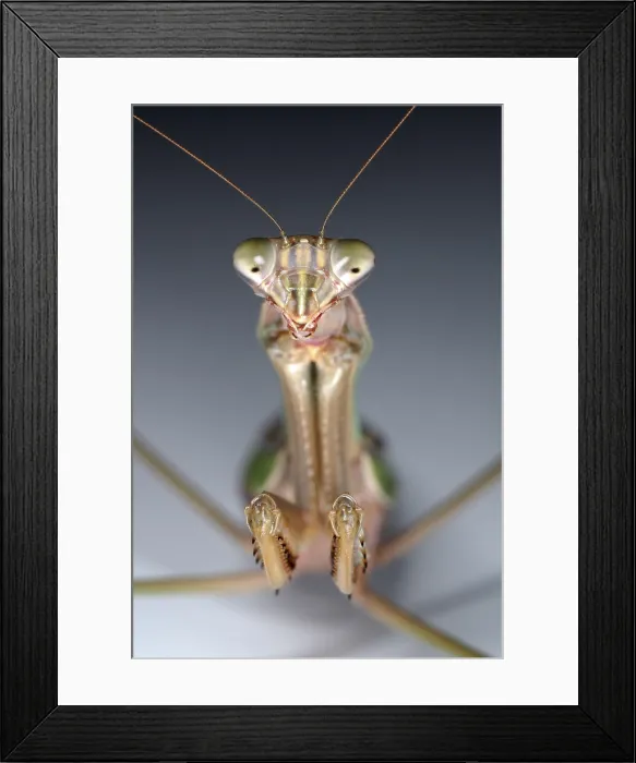 Framed Print : Chinese Mantid