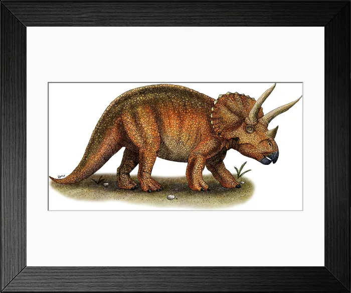 Framed Print : Triceratops Framed Print : Triceratops