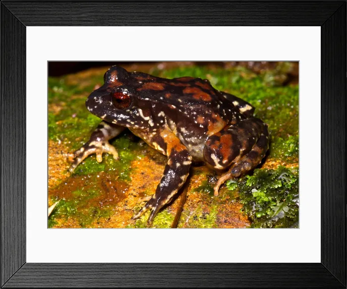 Framed Print : Rosy Ground Frog Framed Print : Rosy Ground Frog
