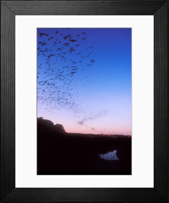 Framed Print : Mexican Freetail Bats