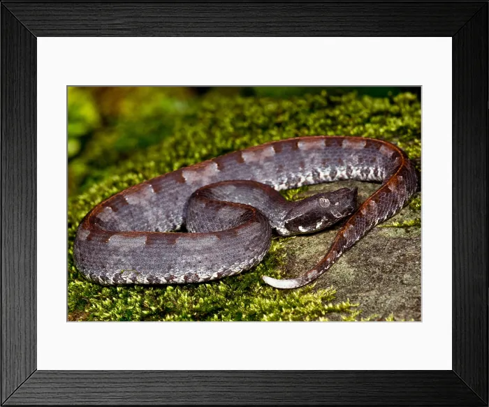 Framed Print : White-tailed Hognose Viper Framed Print : White-tailed Hognose Viper