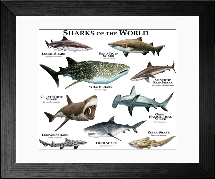 Framed Print : Sharks of the World Framed Print : Sharks of the World