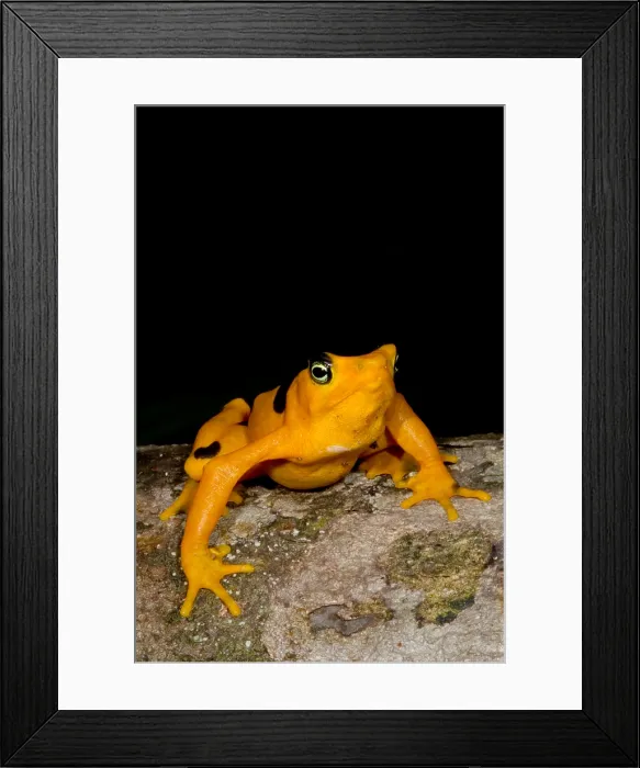 Framed Print : Harlequin Toad Framed Print : Harlequin Toad