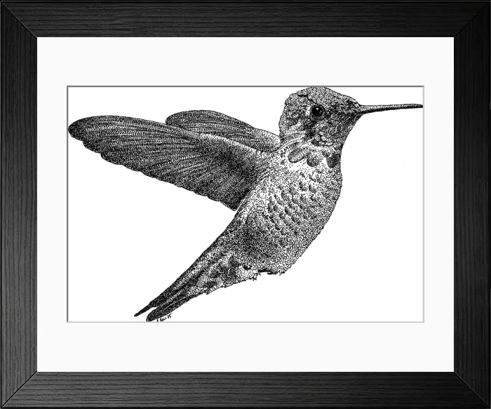 Framed Print : Anna's Hummingbird Framed Print : Anna's Hummingbird