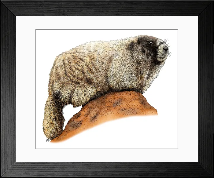 Framed Print : Hoary Marmot Framed Print : Hoary Marmot