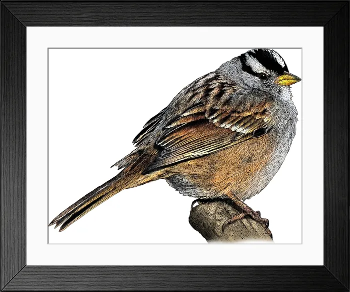 Framed Print : White Crowned Sparrow Framed Print : White Crowned Sparrow