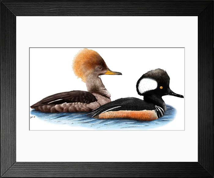 Framed Print : Hooded Merganser Pair Framed Print : Hooded Merganser Pair