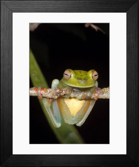 Framed Print : Canal Zone Tree Frog Framed Print : Canal Zone Tree Frog
