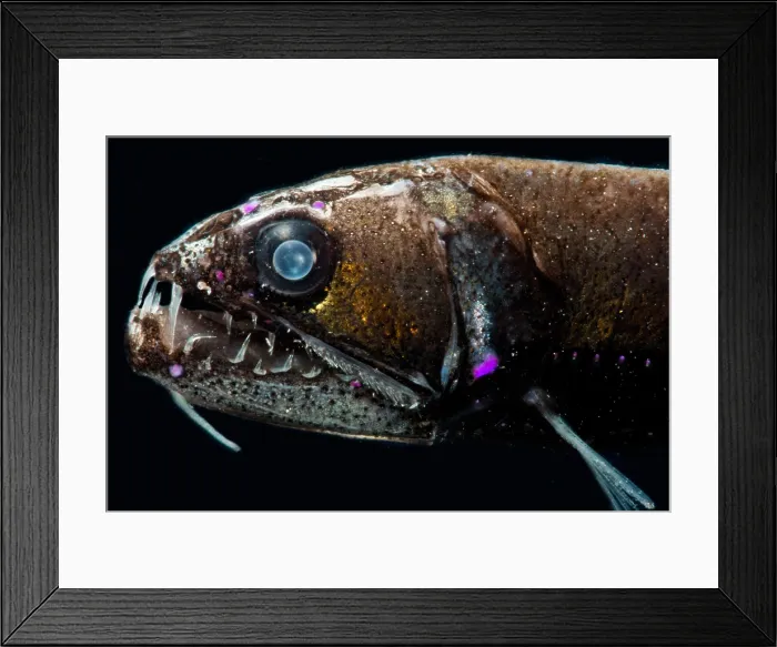 Framed Print : Dragonfish (Astronesthes macropogon)