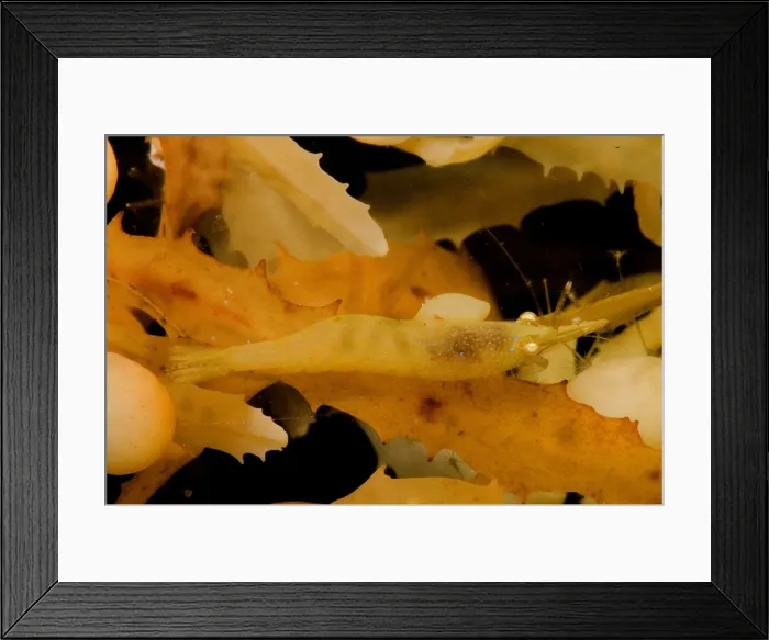 Framed Print : Sargassum Shrimp Framed Print : Sargassum Shrimp