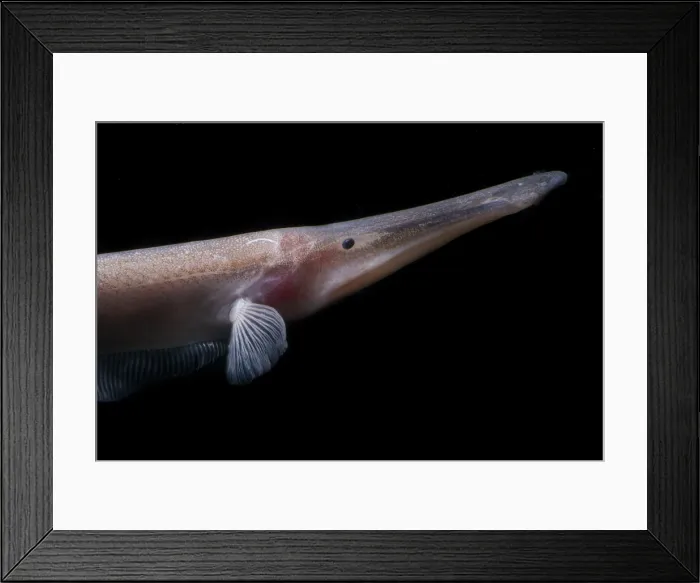 Framed Print : Amazon River fish Framed Print : Amazon River fish