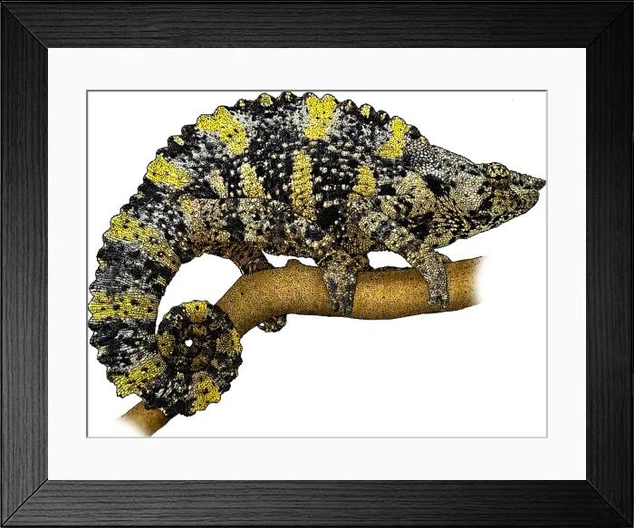 Framed Print : Mellers Chameleon Framed Print : Mellers Chameleon