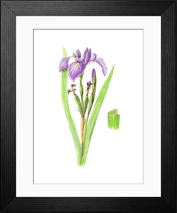 Framed Print : Wild Iris. Illustration of the wild iris (Dietes iridioides)