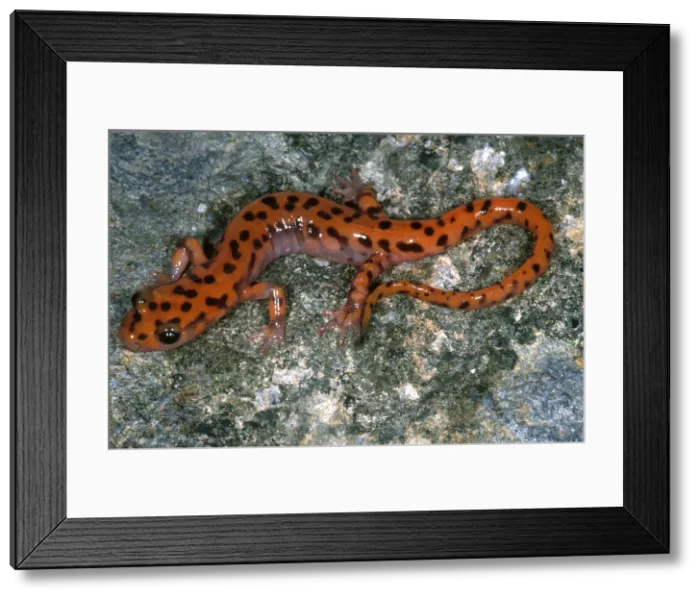Framed Print : Cave Salamander Framed Print : Cave Salamander