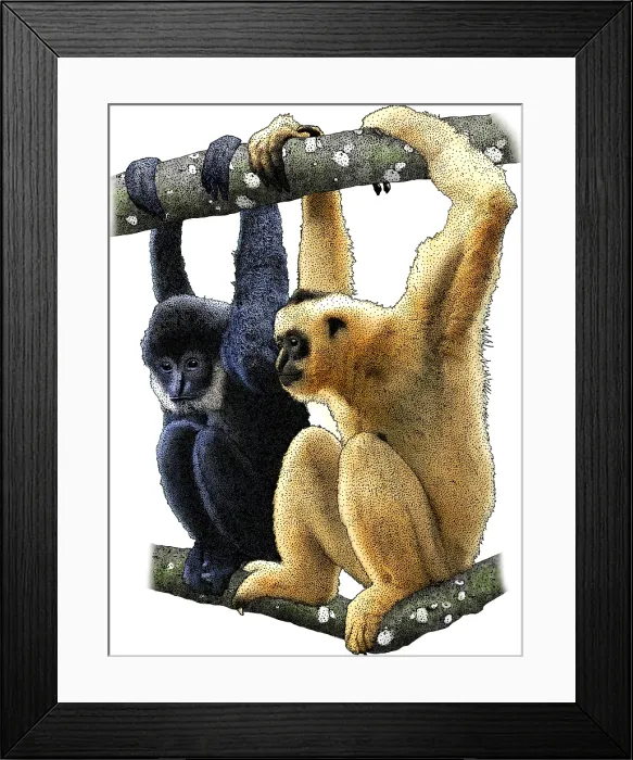 Framed Print : Black Crested Gibbons