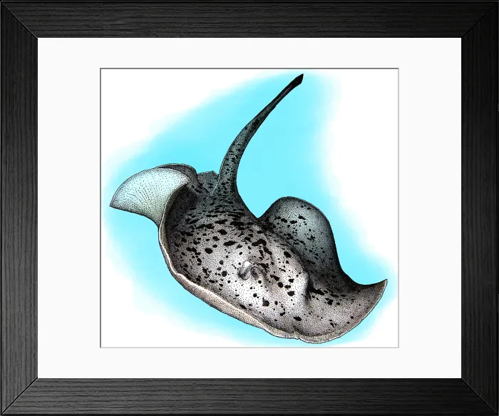 Framed Print : Round Ribbontail Ray, Illustration