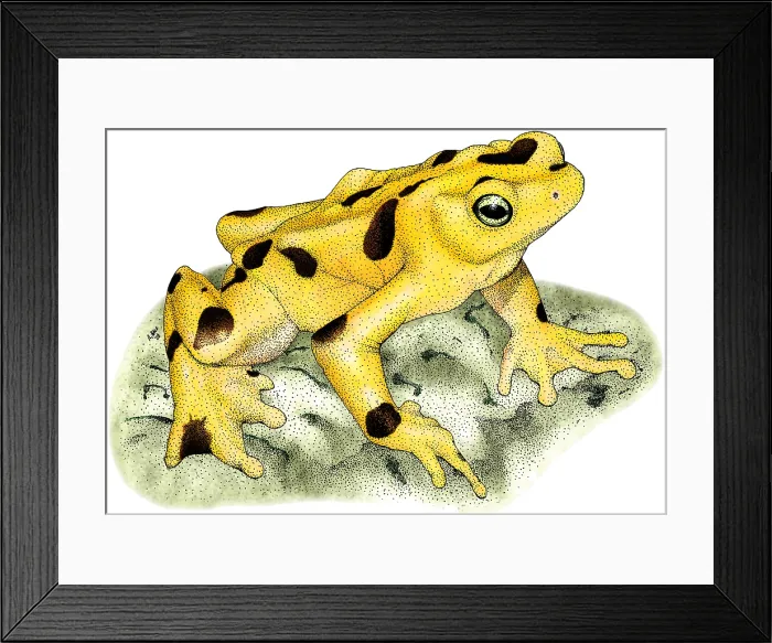 Framed Print : Panamanian Golden Frog Framed Print : Panamanian Golden Frog