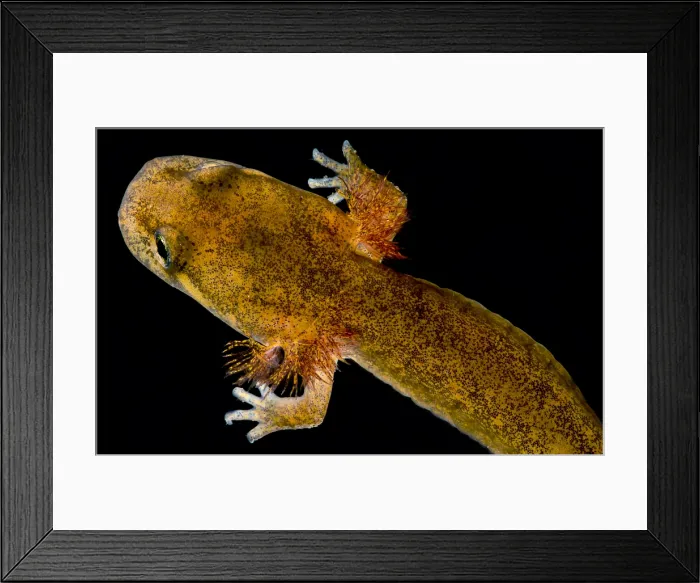 Framed Print : California Giant Salamander Larva Framed Print : California Giant Salamander Larva