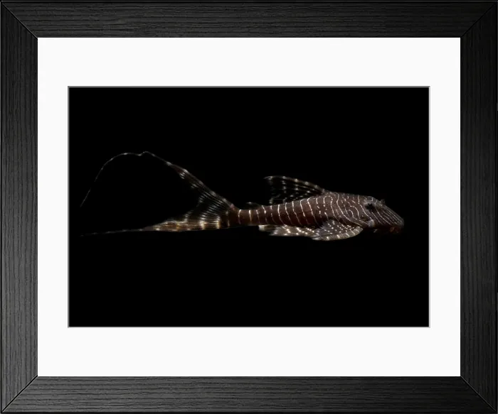 Framed Print : Amazon River fish