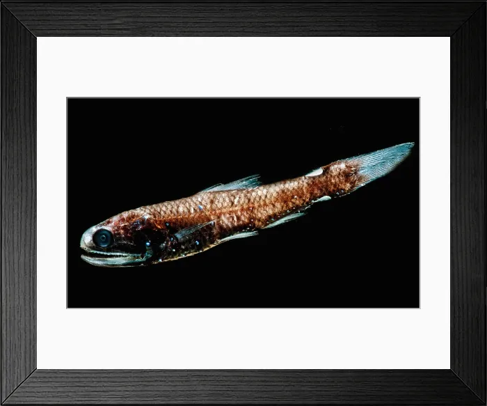 Framed Print : Luminous Lanternfish Framed Print : Luminous Lanternfish