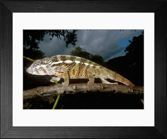 Framed Print : Panther Chameleon Framed Print : Panther Chameleon