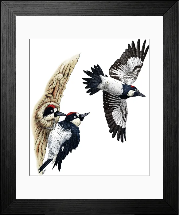 Framed Print : Acorn Woodpeckers Framed Print : Acorn Woodpeckers