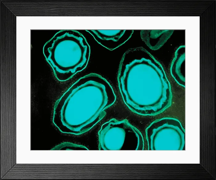 Framed Print : Anthrax spores Framed Print : Anthrax spores