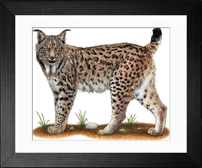 Framed Print : Iberian Lynx Framed Print : Iberian Lynx