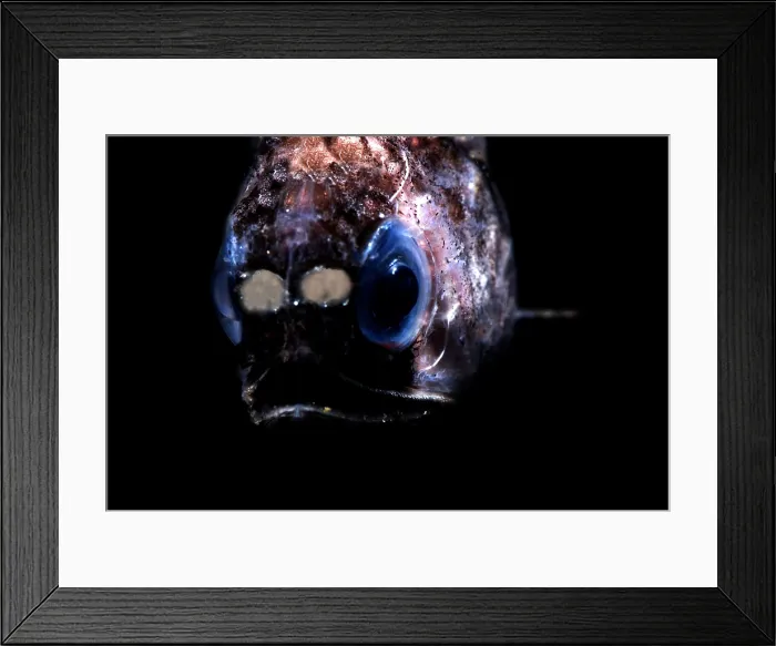 Framed Print : Blunt Face Lampfish
