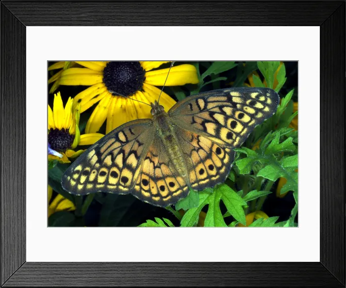 Framed Print : Brushfoot Butterfly Framed Print : Brushfoot Butterfly