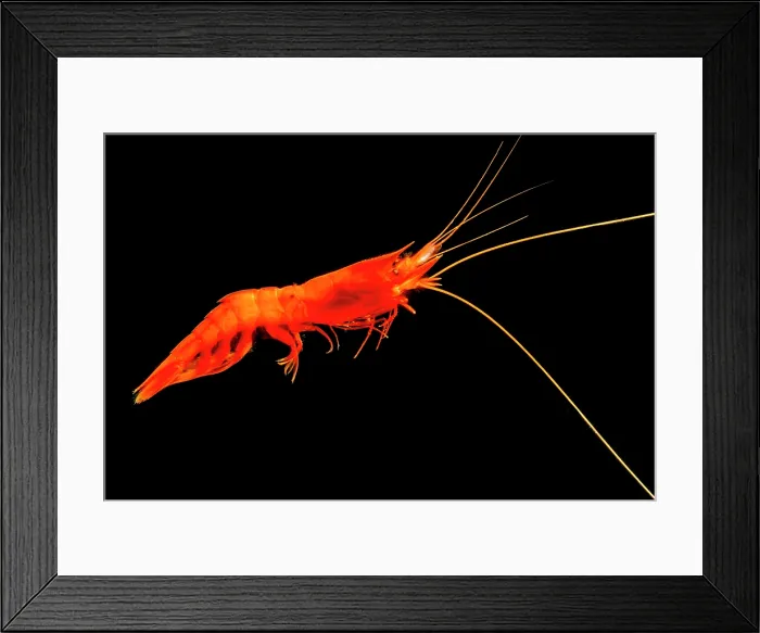 Framed Print : Shrimp (Acanthephyra acutifrons) Framed Print : Shrimp (Acanthephyra acutifrons)