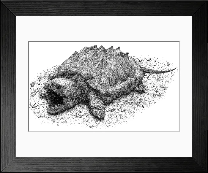 Framed Print : Alligator Snapping Turtle Framed Print : Alligator Snapping Turtle