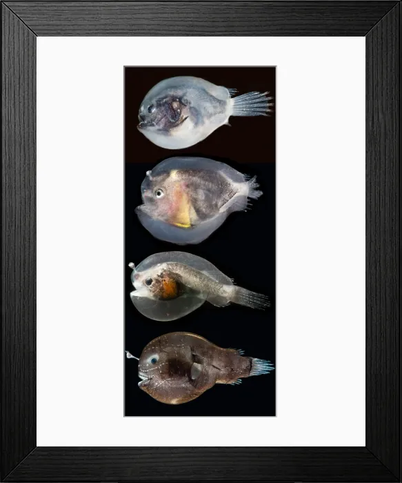 Framed Print : Larval anglerfishes stages Framed Print : Larval anglerfishes stages